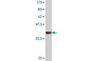 Western Blot detection against Immunogen (37.