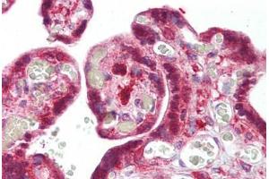 Anti-SNX2 antibody IHC staining of human placenta. (Sorting Nexin 2 anticorps  (AA 350-400))