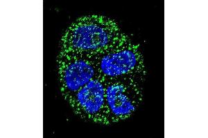 Confocal immunofluorescent analysis of AGR2 Antibody (N-term) (ABIN657766 and ABIN2846743) with WiDr cell followed by Alexa Fluor 488-conjugated goat anti-rabbit lgG (green). (AGR2 anticorps  (N-Term))