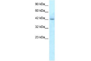 Human HepG2; WB Suggested Anti-RGS20 Antibody Titration: 5. (RGS20 anticorps  (N-Term))