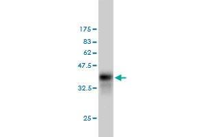 Western Blot detection against Immunogen (36.