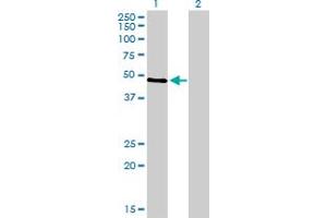 Western Blot analysis of TP53 expression in transfected 293T cell line by TP53 monoclonal antibody (M04), clone 2C11.