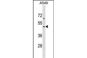 EMID2 Antibody (Center) (ABIN1538207 and ABIN2849215) western blot analysis in A549 cell line lysates (35 μg/lane).