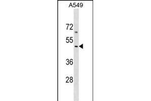 EMID2 Antibody (Center) (ABIN1538207 and ABIN2849215) western blot analysis in A549 cell line lysates (35 μg/lane). (Collagen, Type XXVI, alpha 1 (COL26A1) (AA 261-290) anticorps)