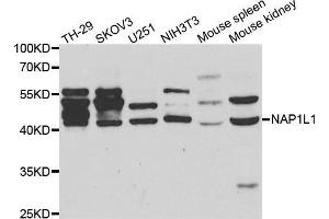 Western blot analysis of extracts of various cell lines, using NAP1L1 antibody. (NAP1L1 anticorps)