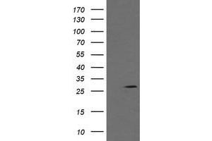 Image no. 3 for anti-Kallikrein 8 (KLK8) antibody (ABIN1498969)