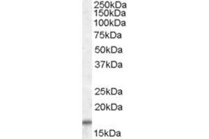 Western Blotting (WB) image for anti-Cytochrome C Oxidase Subunit IV Isoform 2 (Lung) (COX4I2) (AA 161-171) antibody (ABIN477954) (COX4I2 anticorps  (AA 161-171))