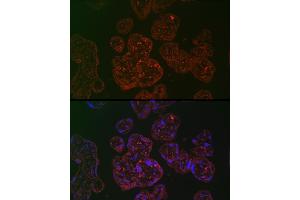 Immunofluorescence analysis of human placenta cells using PLGF Rabbit pAb (ABIN7269385) at dilution of 1:100 (40x lens). (PLGF anticorps)