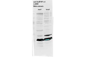 Western blot of anti-hnRNP-A1 on HeLa cell extract (HNRNPA1 anticorps)