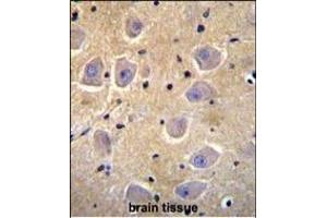 SHISA6 Antibody (N-term) (ABIN655856 and ABIN2845263) immunohistochemistry analysis in formalin fixed and paraffin embedded human brain tissue followed by peroxidase conjugation of the secondary antibody and DAB staining. (SHISA6 anticorps  (N-Term))