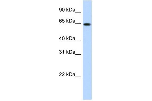 RNF6 anticorps  (N-Term)