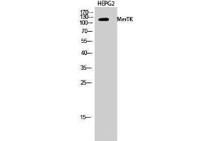 Western Blotting (WB) image for anti-C-Mer Proto-Oncogene Tyrosine Kinase (MERTK) (N-Term) antibody (ABIN3185542)