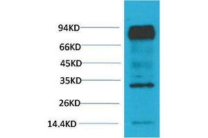 Western Blot (WB) analysis of Mouse Brain Tissue with HIF-1 beta/ARNT Mouse Monoclonal Antibody diluted at 1:2000. (ARNT anticorps)