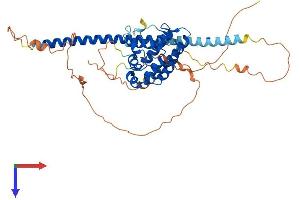AlphaFold protein structure predicition of Mouse Recombinant Rundc3a Protein, UniprotID O08576