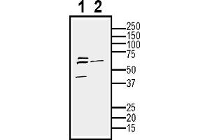 Western blot analysis of mouse  cell line lysate (lane 1) and -derived purified exosomes (lane 2)50 μg of cells and purified exosomes lysates were analyzed using Anti-CD9 (extracellular) Antibody (ABIN7581848), (1:200). (CD9 anticorps  (Extracellular))