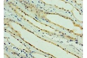 Immunohistochemistry of paraffin-embedded human kidney tissue using ABIN7164272 at dilution of 1:100 (PARL anticorps  (AA 1-170))