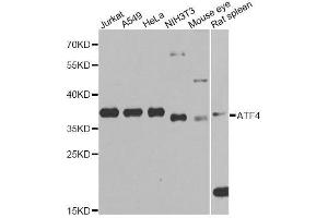 Western blot analysis of extracts of various cell lines, using ATF4 Antibody. (ATF4 anticorps  (AA 1-351))