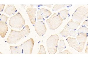 Detection of GLS in Mouse Skeletal muscle Tissue using Polyclonal Antibody to Glutaminase (GLS)