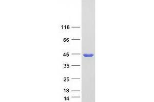 Validation with Western Blot