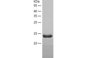 Western Blotting (WB) image for Transcription Elongation Factor A (SII)-Like 8 (TCEAL8) (AA 1-117) protein (His tag) (ABIN7125433) (TCEAL8 Protein (AA 1-117) (His tag))