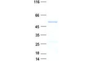 Validation with Western Blot