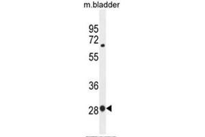 BTF3 Antibody (N-term) western blot analysis in mouse bladder tissue lysates (35µg/lane). (BTF3 anticorps  (N-Term))