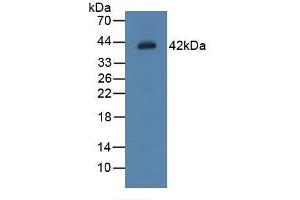 Detection of LGMN in Rat Placenta Tissue using Polyclonal Antibody to Legumain (LGMN) (LGMN anticorps  (AA 18-433))