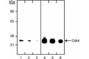 Western blot titration of anti-Cdk4 antibody. (CDK4 anticorps)
