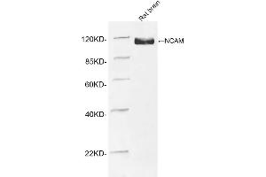 Western blot analysis of tissue lysates using 1 µg/mL Rabbit Anti-NCAM Polyclonal Antibody (ABIN398893) The signal was developed with IRDyeTM 800 Conjugated Goat Anti-Rabbit IgG. (CD56 anticorps  (AA 780-830))