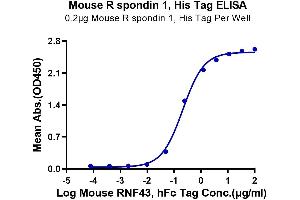 Immobilized Mouse R spondin 1, His Tag at 2 μg/mL (100 μL/Well) on the plate.