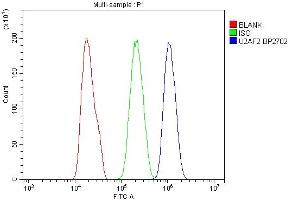 Flow Cytometry analysis of PC-3 cells using anti-U2AF2 antibody (ABIN7600793). (U2AF2 anticorps  (AA 238-470))