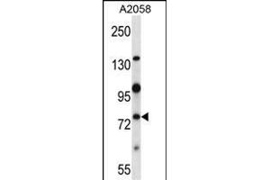 Mouse Nek8 Antibody (C-term) (ABIN657848 and ABIN2846809) western blot analysis in  cell line lysates (35 μg/lane). (NEK8 anticorps  (C-Term))