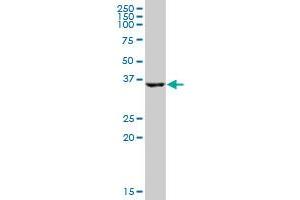 HSD17B2 MaxPab polyclonal antibody.