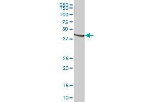 TNFRSF11B MaxPab polyclonal antibody.