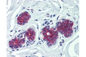 Immunohistochemistry (IHC) image for anti-Glucose 6-Phosphatase, Catalytic (G6PC) (N-Term) antibody (ABIN2781770)