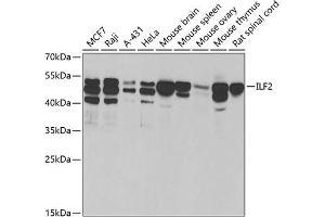 Western blot analysis of extracts of various cell lines, using ILF2 antibody (ABIN6128089, ABIN6142416, ABIN6142418 and ABIN6221585) at 1:1000 dilution. (ILF2 anticorps  (AA 1-280))