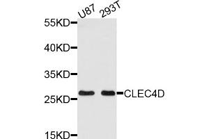Western blot analysis of extracts of various cell lines, using CLEC4D antibody (ABIN5971447) at 1/1000 dilution. (CLEC4D anticorps)