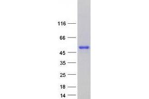 Validation with Western Blot