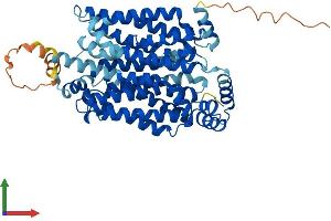 AlphaFold protein structure predicition of Human Recombinant SLC2A2 Protein, UniprotID P11168