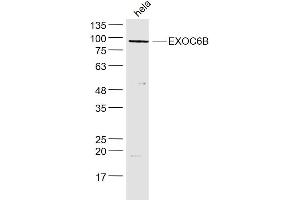 hela lysates probed with EXOC6B Polyclonal Antibody, Unconjugated  at 1:300 dilution and 4˚C overnight incubation.