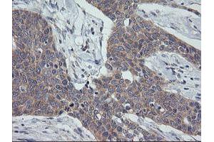 Image no. 1 for anti-Growth Arrest and DNA-Damage-Inducible, gamma (GADD45G) antibody (ABIN1497603)