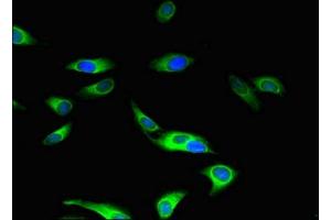 Immunofluorescent analysis of Hela cells using ABIN7160045 at dilution of 1:100 and Alexa Fluor 488-congugated AffiniPure Goat Anti-Rabbit IgG(H+L)