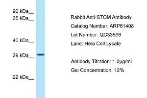 Western Blotting (WB) image for anti-Stomatin (STOM) (C-Term) antibody (ABIN971811) (Stomatin anticorps  (C-Term))