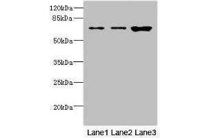 Western blot All lanes: SNX18 antibody at 1. (SNX18 anticorps  (AA 449-628))