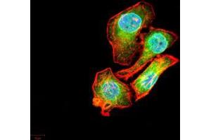 Immunofluorescence analysis of MCF-7 cells using AIM2 mouse mAb (green).