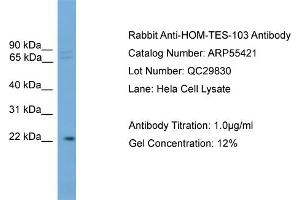 WB Suggested Anti-HOM-TES-103  Antibody Titration: 0.