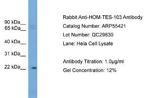 WB Suggested Anti-HOM-TES-103  Antibody Titration: 0. (IFFO1 anticorps  (C-Term))