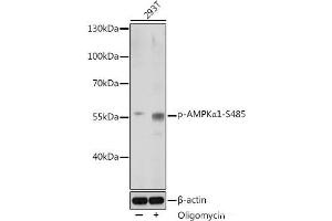 Western blot analysis of extracts of 293T cells using Phospho-AMPKα1(S485) Polyclonal Antibody at dilution of 1:1000. (PRKAA1 anticorps  (pSer485))