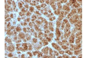 Formalin-fixed, paraffin-embedded human Pancreas stained with CELA3B Mouse Monoclonal Antibody (CELA3B/1257)