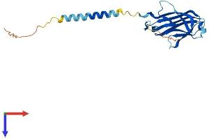 AlphaFold protein structure predicition of Mouse Recombinant Tnfsf4 Protein, UniprotID P43488
